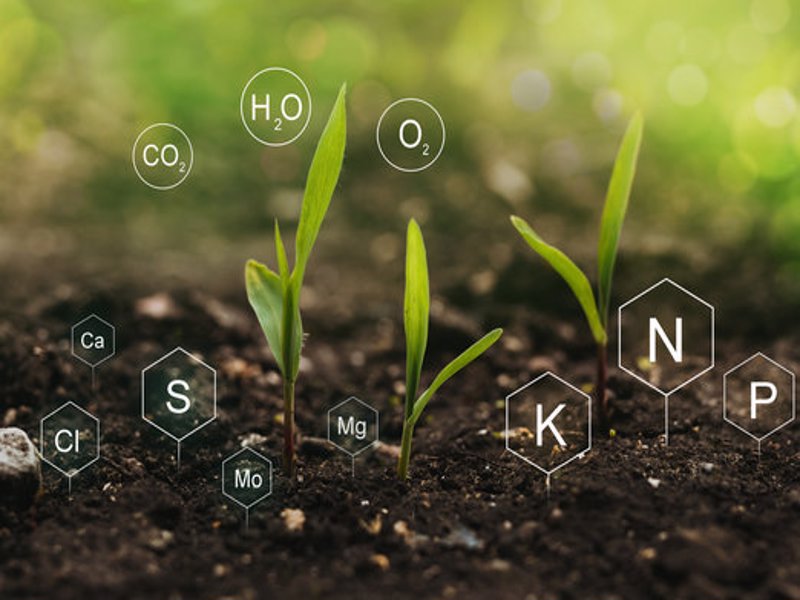 Production of Biofertilizer to be Applied together with Rice Straw and Straw Wastes to Increase Efficiency in Soil Improvement and Rice Production